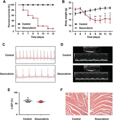 Bilirubin Improves Gap Junction to Alleviate Doxorubicin-Induced Cardiotoxicity by Regulating AMPK-Axl-SOCS3-Cx43 Axis